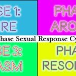 The Sexual Response Cycle – What It Is?
