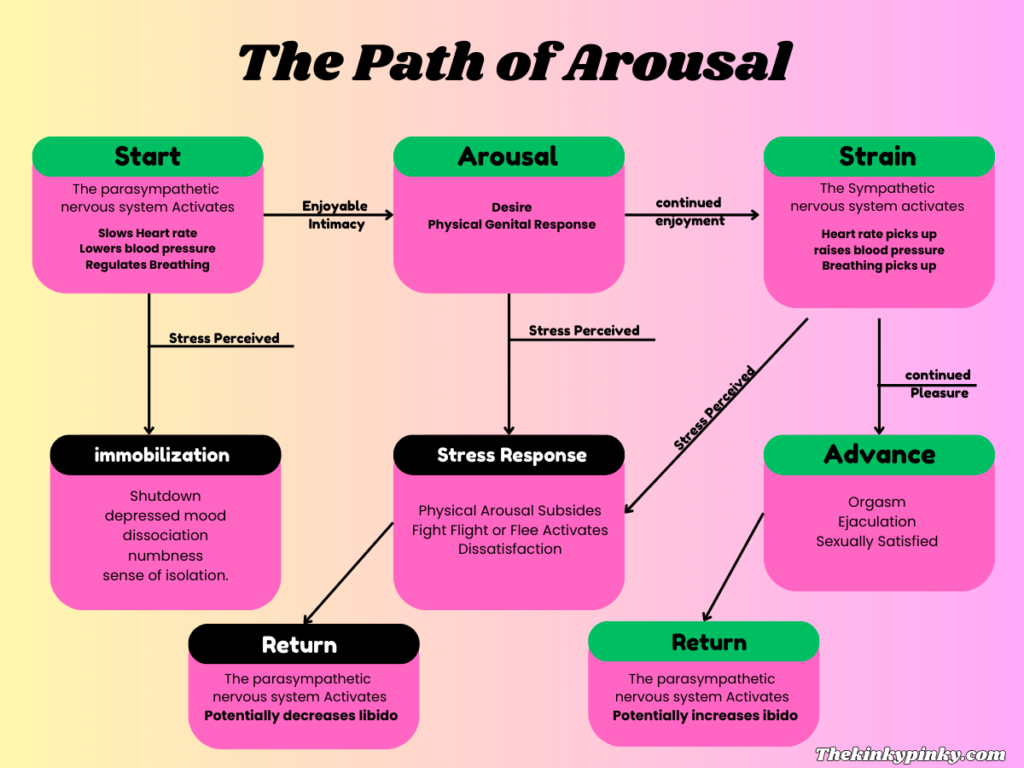 A map of arousal.
Start at Parasympathetic Nervous System. If intimacy is enjoyed, arousal begins, if intimacy causes stress immoblization activates and sex stops. If stress is not perceived and enjoyment continues the sympathetic nevous system actives. If pleasure continues orgasm with happen, if stress is perceived all arousal halts and fight or flight kicks in. Both paths end with the parasymaptheic system activing. 